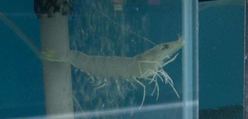 草蝦養(yǎng)殖注意事項