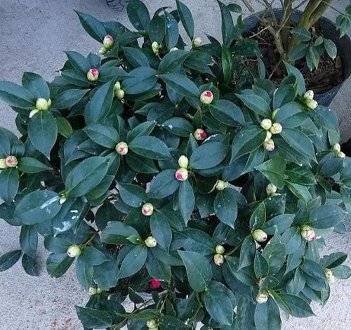 剛移植的花卉注意事項(xiàng)