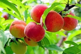 桃園采摘注意事項(xiàng)