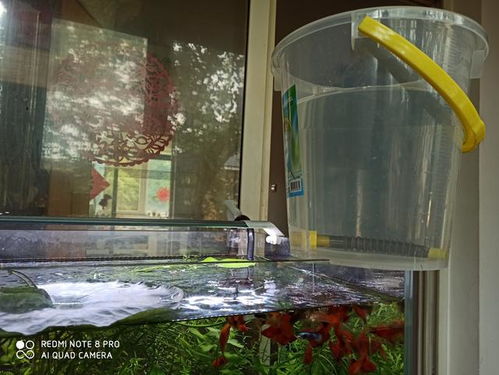 養(yǎng)魚,注意事項(xiàng)