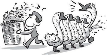 活拔鵝毛注意事項