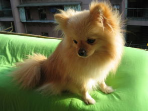 2個(gè)月博美注意事項(xiàng)