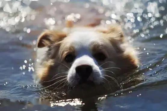 注意事項(xiàng),狗采精