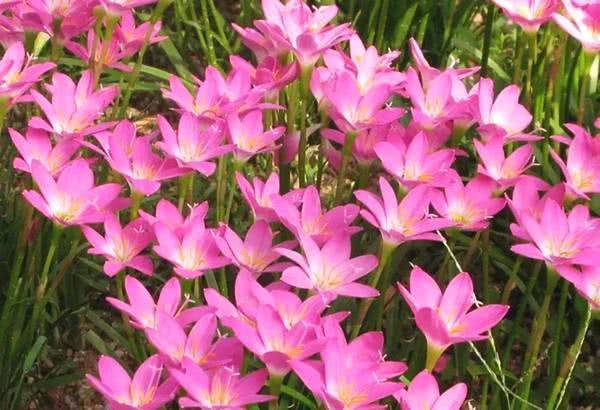 注意事項(xiàng),韭蘭分株