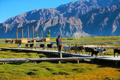 新疆,初到,注意事項,旅游