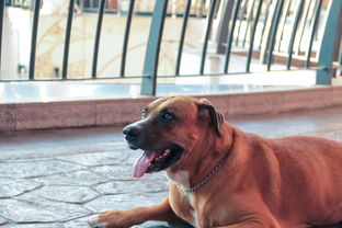 幼犬喂養(yǎng)應(yīng)該注意事項(xiàng)