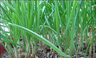 韭菜,收割,注意事項(xiàng),手工