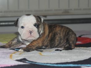 法國斗牛幼犬注意事項