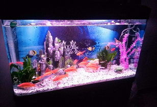 小魚缸養(yǎng)魚技巧注意事項(xiàng),小玻璃魚缸養(yǎng)魚注意事項(xiàng),新魚缸養(yǎng)魚注意事項(xiàng)