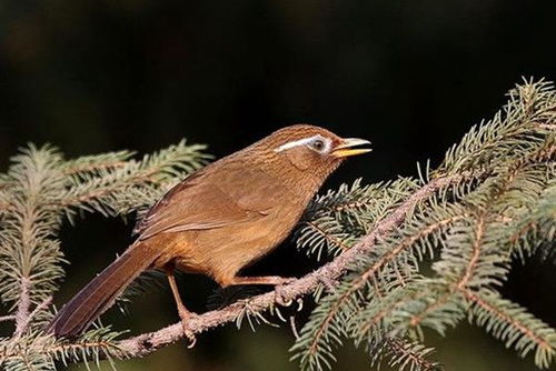 夏天養(yǎng)畫(huà)眉鳥(niǎo)注意事項(xiàng)