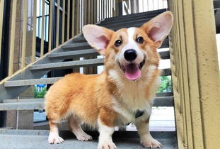 柯基應(yīng)該注意事項(xiàng)