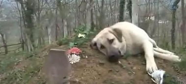 上墳,注意事項(xiàng),父親