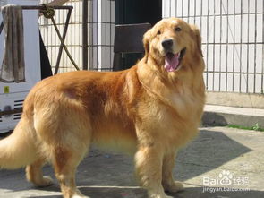 養(yǎng)成金毛的注意事項