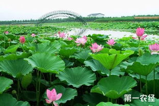 荷花睡蓮種植注意事項