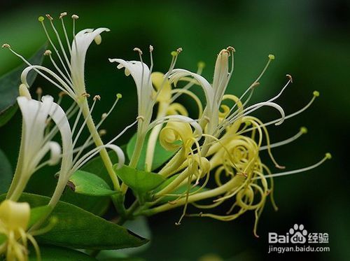 艾葉金銀花給嬰兒洗澡的注意事項(xiàng),金銀花移栽注意事項(xiàng),金銀花澆水注意事項(xiàng)