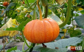 我的世界種南瓜注意事項(xiàng),種南瓜的注意事項(xiàng),南瓜喂豬注意事項(xiàng)