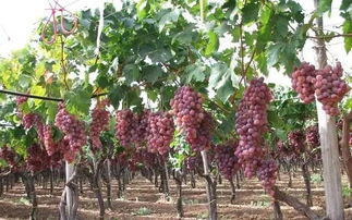 冬天移栽葡萄樹(shù)注意事項(xiàng),移栽葡萄樹(shù)的注意事項(xiàng),葡萄樹(shù)養(yǎng)護(hù)注意事項(xiàng)