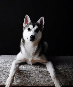 哈士奇幼犬飼養(yǎng)注意事項(xiàng),哈士奇喂養(yǎng)注意事項(xiàng),購(gòu)買(mǎi)哈士奇注意事項(xiàng)