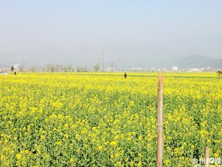 油菜花,注意事項(xiàng)