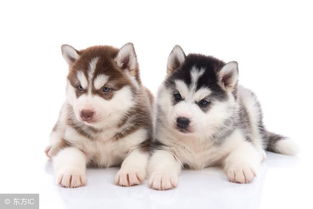 哈士奇飼養(yǎng)注意事項(xiàng)