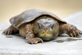 注意事項,養(yǎng)鷹嘴龜