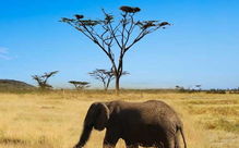 肯尼亞,自助游,注意事項(xiàng)