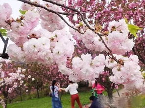 櫻花,注意事項(xiàng)