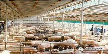 豬圈建設(shè)注意事項(xiàng)