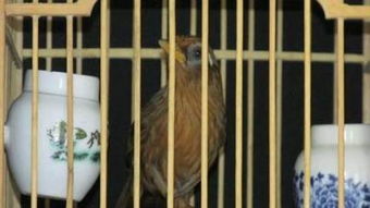 注意事項(xiàng),夏天,畫(huà)眉鳥(niǎo)