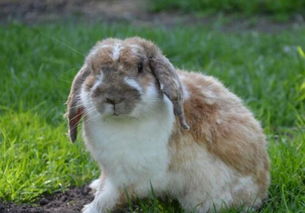 注意事項,夏天,養(yǎng)兔