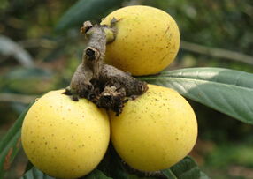 蜂巢煮水注意事項(xiàng),煮蒲公英水注意事項(xiàng),靈芝煮水注意事項(xiàng)