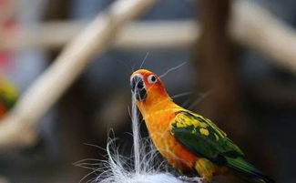 金太陽鸚鵡注意事項