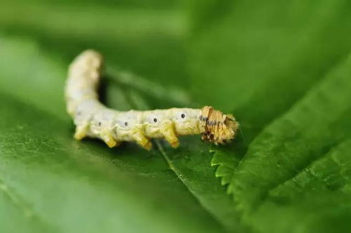 蠶脫皮注意事項