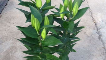 鳳梨,養(yǎng)殖,百合,注意事項