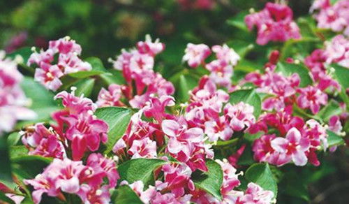 花灌木修剪注意事項(xiàng)