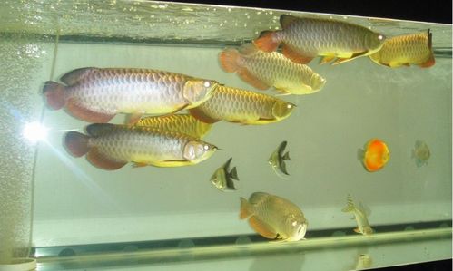 龍魚的養(yǎng)殖方法和注意事項(xiàng),黑桃A和龍魚混養(yǎng)注意事項(xiàng),曼龍魚飼養(yǎng)注意事項(xiàng)