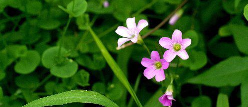 當愛走進心靈，還有什么癥結(jié)不能融化的？