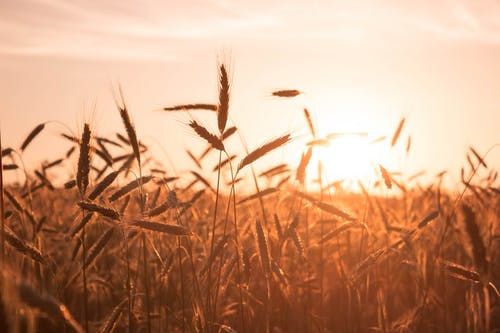 軍神小說(shuō)冷軒上官軒然第1章龍神蒞臨在線閱讀