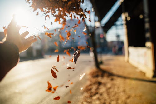 善良的蝴蝶詩(shī)歌