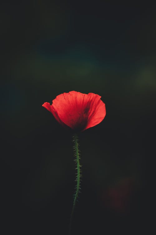 【熱門】心情日記匯總八篇