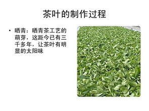 茶葉基礎(chǔ)知識(shí)-茶之源