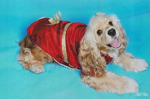 新手養(yǎng)狗基礎知識金毛