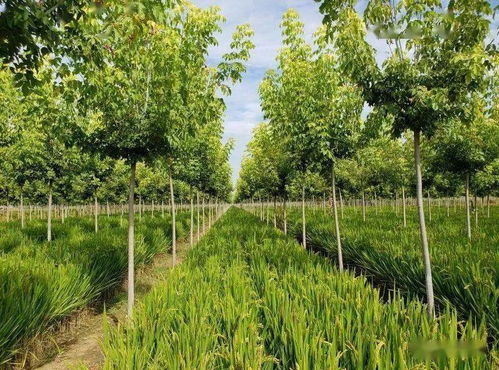 造林工基礎(chǔ)知識(shí)