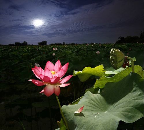 第一單元荷塘月色基礎知識