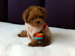 基礎(chǔ)知識(shí),小泰迪