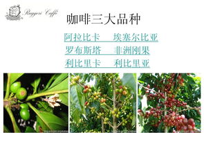 咖啡的基礎(chǔ)知識(shí)ppt